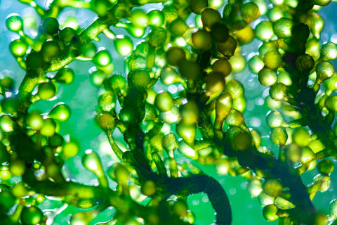 Chlorella: Most Incredible Superfood